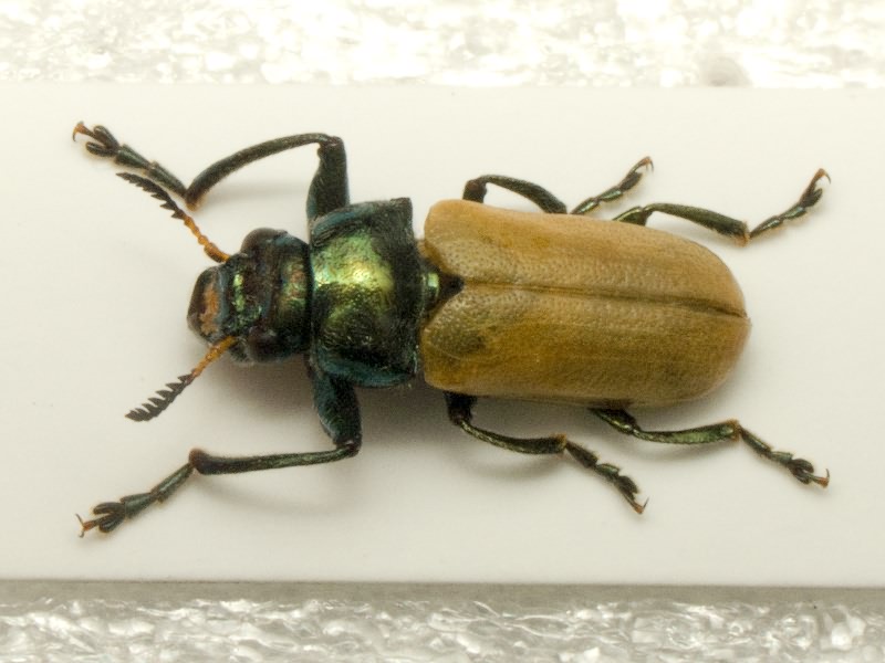 Labidostomis pallidipennis (Gebler, 1829)
